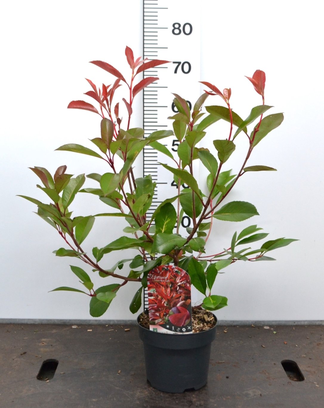 Photinia fras. 'Red Light' ® - C3 20-40 CM